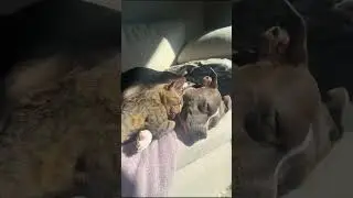 Cat and Dog Friendship 😭❤️: Watch This Adorable Nap Time Cuddle! #shorts #shortvideo