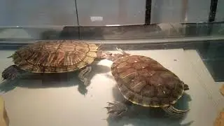 Turtles fluttering