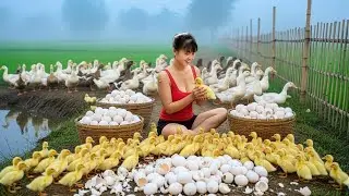 CEO Girl Harvests Massive Sweet Potatoes From the Field – Morning Market Sold Out