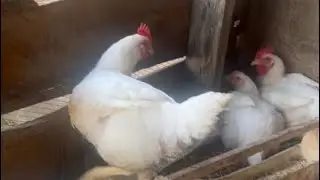 STOP Feeding Broilers Wrong! Complete 0&ndash;6 Weeks Feeding Guide &ldquo;THIS IS WHY THEY DON&rsquo;T GROW!&rdquo;