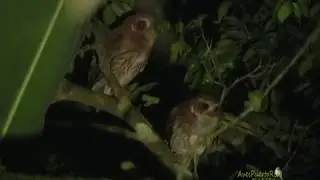 M&Uacute;CARO COM&Uacute;N pareja cantando (Puerto Rican Screech-Owl, Gymnasio nudipes) END&Eacute;MICA de Puerto Rico