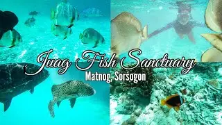 Matnog, Sorsogon: Swimming in Juag Lagoon Fish Sanctuary! Underwater Virtual Tour 4k April 2022