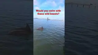 Hunting Techniques wild dolphins!! How to photography wildlife amateur