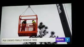 Tigard tree removal