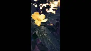 Beautiful nature vibes🥰||Nature is the art of God||Whatsapp status video