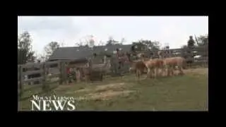 Down on the llama farm