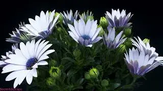 Daisy Flower Blooming, Time Lapse