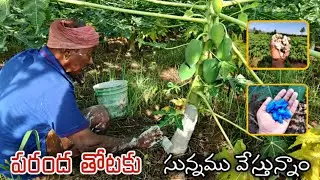 మన బొప్పాయి మొక్కలకు బోర్డొ  పెస్ట్  కొట్టాము Boardo Paste For our Pappay ||AGRI GURU||