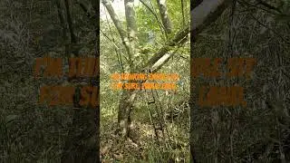 Should I? #youtubeshorts #saddlehunting #archeryhunting #publiclandhunting