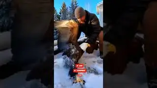 Man rescues frozen eagle from ice #rescue #viral