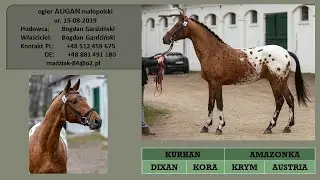 ogier Augan małopolski ur. 15-06-2019 - na sprzedaż