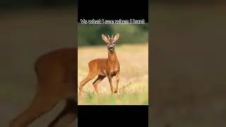 Every deer hunter knows😭#hunting #memes #shorts