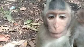 Strong Monkey Family Bonds 