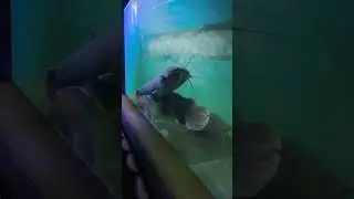 ikan lele raksasa di akuarium besar