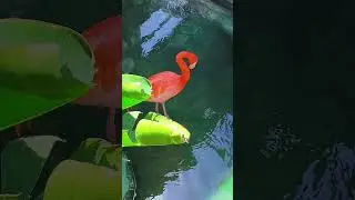 Meet the pink squad at the zoo 🦩🎀 #flamingo #shorts #viral #trending #nature #zoo #wildlife #fyp