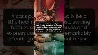 Unveiling the Secret Behind Cats' Soothing Purrs