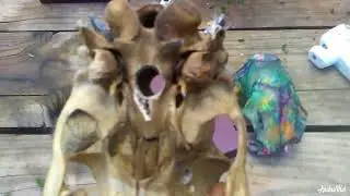 Deer skull lamps