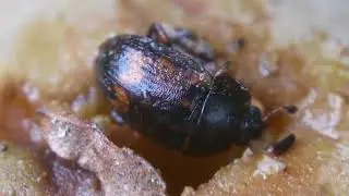 落下した梅の実に付くアカマダラケシキスイ Lasiodactylus pictus