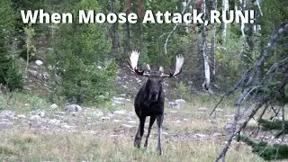 When Moose Attack, RUN!