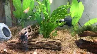 Adding plants to an established 10 gallon tank