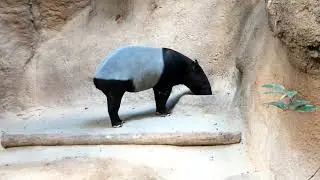 Not Tech related: a day at the zoo, animal exhibit highlights