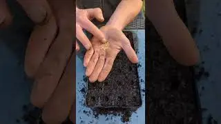 Premier semis de piment de la saison !
