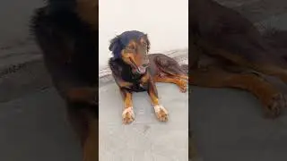 ऐसा क्यों #funny #comedy #semi #dog #streetdogpluto #pets #sorts #fun #entertainment