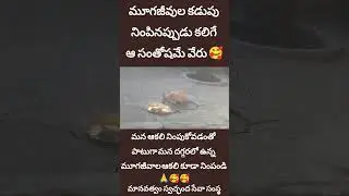 మూగ జీవుల ఆకలి తీరుద్దాం 🙏 #Shorts #animals #food #support #humanity #free #help #helping #happy