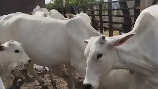 hora de separar as vacas do bezerro 