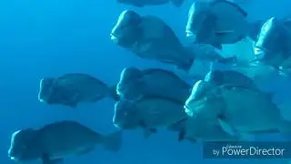 Diving at Pulau Hatta and Banda Besar, Banda Islands, Moluccan, Indonesia