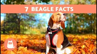 7 FACTS About the BEAGLE DOG BREED 🐶🐾 Why They Are So Loveable!