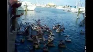 Do Not Feed Pelicans -- anything!