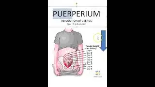 Obstetrics Define What is Puerperium Viva