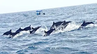 Dolphin Watching in Muscat,Oman | Muscat Sea Tour | Beautiful beach View Muscat Oman