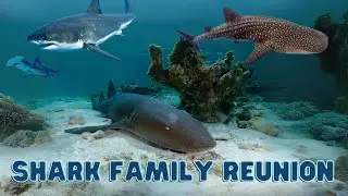 Shark Family Reunion with Nina the Nurse Shark