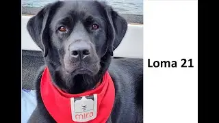 Loma chien Mira