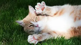 Why Do Cats Push With Their Paws? 🐾😺