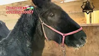 Г Абакан Дилмурад Хожи Йилқичлги Тойлар Савдоси  26.12.2025 йил