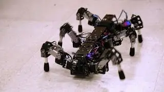 Building Animal-Like Robots | SciTech Now