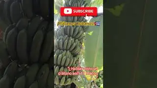 &ldquo;&iquest;Hab&iacute;as visto un pl&aacute;tano as&iacute;? 17 manos 😳🍌&rdquo; #cuba #fypシ゚viral #aixatravel #turismo #cubahoy