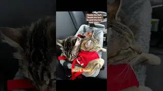 Two tails,one bond. Happy they&rsquo;re never alone #catlove #catfriendship #catbonding #catlife #catlover