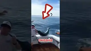⚔️ Самый быстрый убийца океана &mdash; Необычные тайны рыбы-меч!