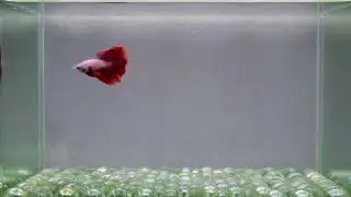 J26 Male Fancy Pink Red Halfmoon Premium Grade from Thailand.