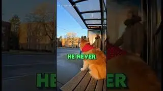 This Dog Waited at the Same Spot for 9 Years