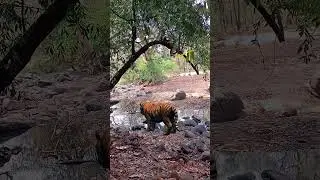 Tigers can't be scary 💀 #viral #tigerspotted #tiger #tigerlion #tigerattack #subscribers #trap