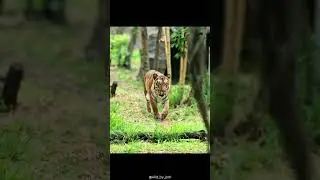 Wait For It&hellip; 🐅 | 3..2..1&hellip; Bang! | WBJ | #shorts #tiger #photographyshorts #naturephotography