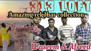 Amazing rekdhar collections of 313 Waseem & afreed loft in Bangalore ರೆಕ್ಧರ್ ಪಾರಿವಾಳಗಳ ಧಾವಾಡಿ