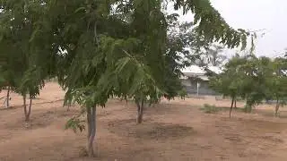 suite de la vue avec drone des plantations du PR1400