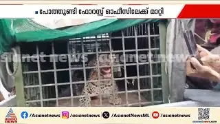 ഭീതി ഒഴിഞ്ഞു; നെന്മാറ വിത്തനശ്ശേരിയിൽ വനംവകുപ്പ് സ്ഥാപിച്ച കൂട്ടിൽ പുലി കുടുങ്ങി | Nenmara | Leopard