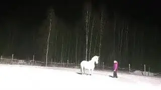Trick training liberty